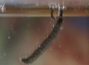 Drain Fly Larvae In Aquarium